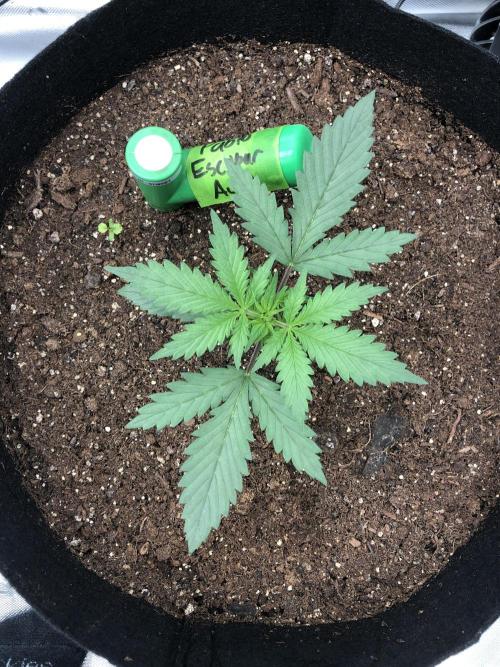 Auto Pablo Escobar Indoor Spring 26. Week 2