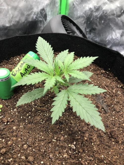 Auto Pablo Escobar Indoor Spring 26. Week 2