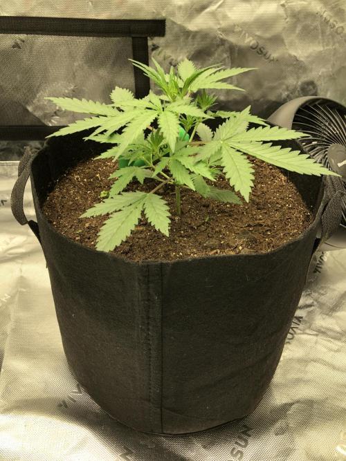 Auto Pablo Escobar Indoor Spring 26. Week 2