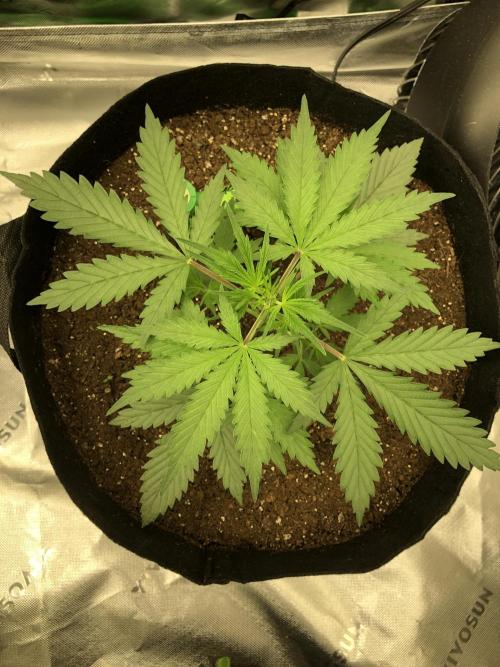 Auto Pablo Escobar Indoor Spring 26. Week 2