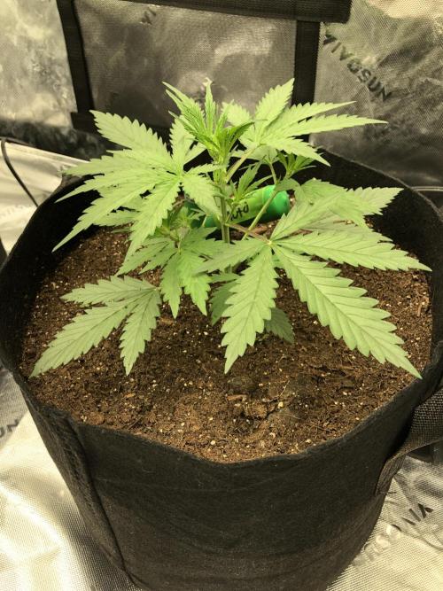 Auto Pablo Escobar Indoor Spring 26. Week 2