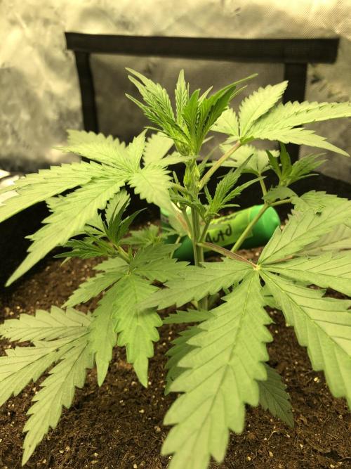 Auto Pablo Escobar. Week 2