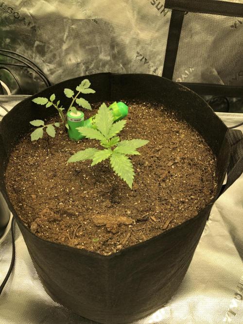 Purple Mimosa XL Auto Indoor Spring 26. Week 2