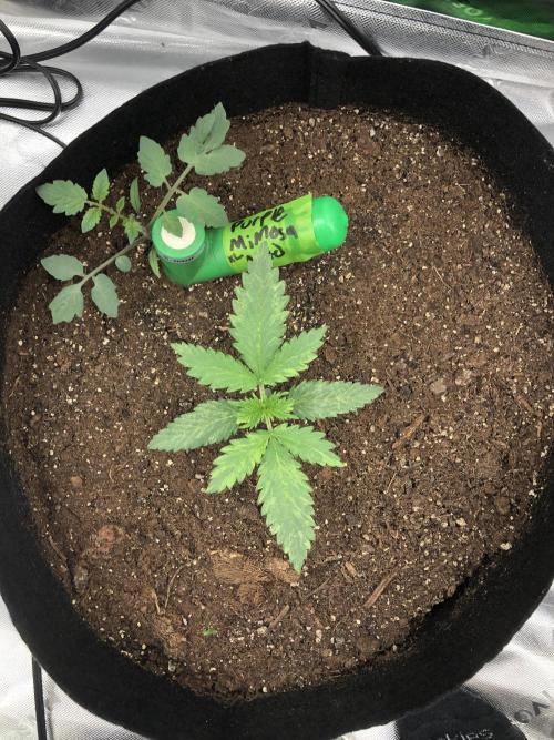 Purple Mimosa XL Auto Indoor Spring 26. Week 2