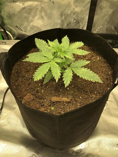Purple Mimosa XL Auto Indoor Spring 26. Week 2