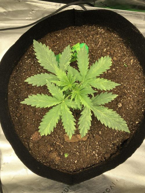 Purple Mimosa XL Auto Indoor Spring 26. Week 2
