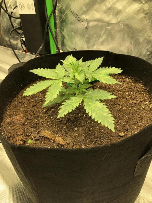 Purple Mimosa XL Auto Indoor Spring 26. Week 2