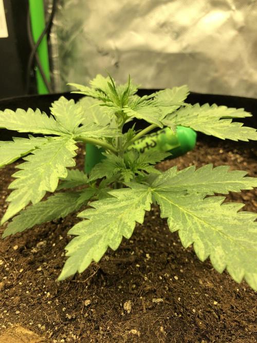 Purple Mimosa XL Auto. Week 2