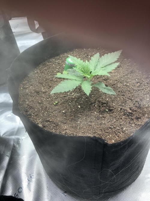 White Domina Kannabia Indoor Spring 26. Week 2