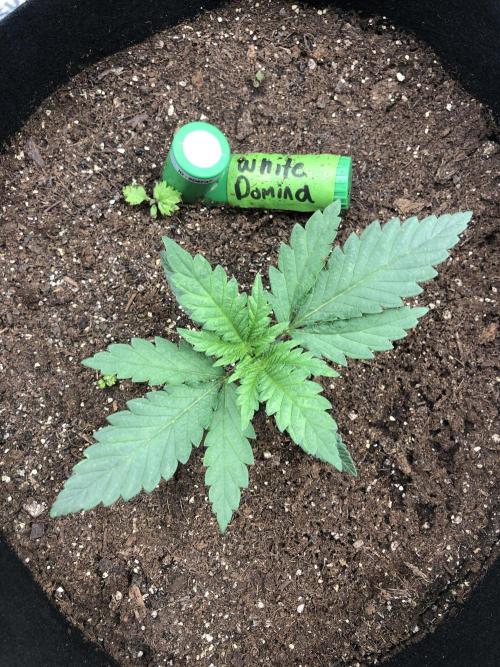 White Domina Kannabia Indoor Spring 26. Week 2