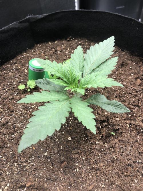White Domina Kannabia Indoor Spring 26. Week 2