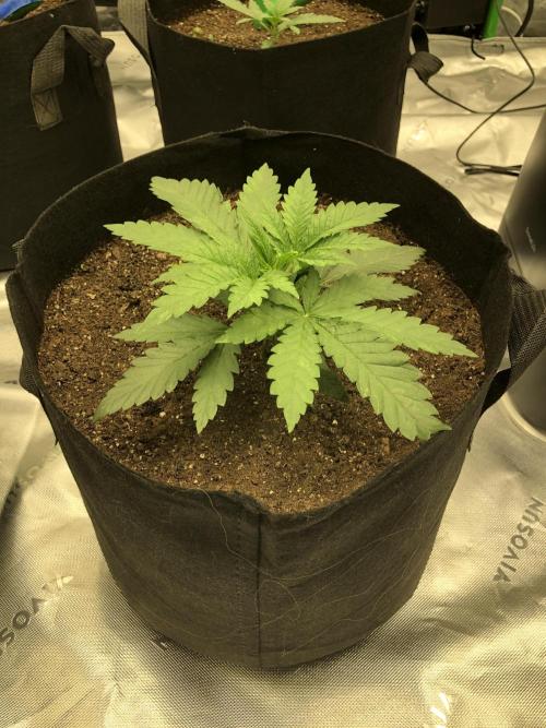 White Domina Kannabia Indoor Spring 26. Week 2