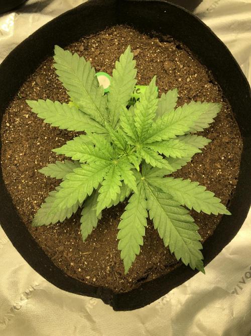 White Domina Kannabia Indoor Spring 26. Week 2