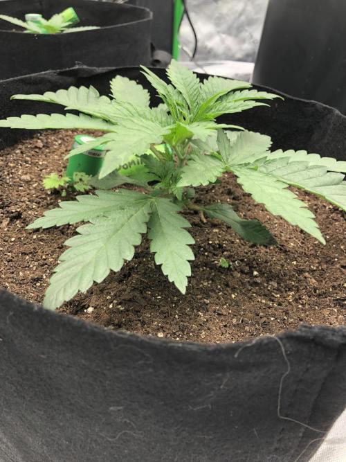 White Domina Kannabia Indoor Spring 26. Week 2