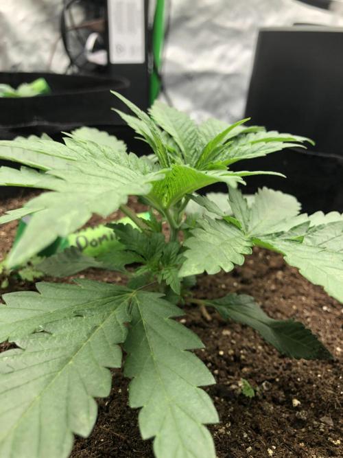 White Domina Kannabia Indoor Spring 26. Week 2