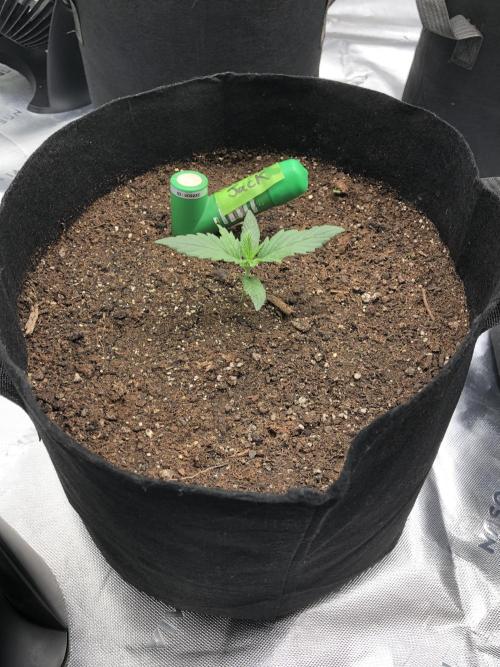 Colombian Jack Kannabia Indoor Spring 26. Week 2