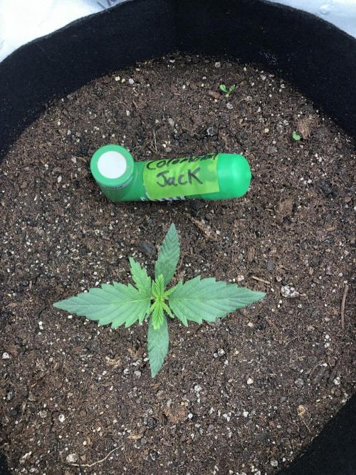 Colombian Jack Kannabia Indoor Spring 26. Week 2