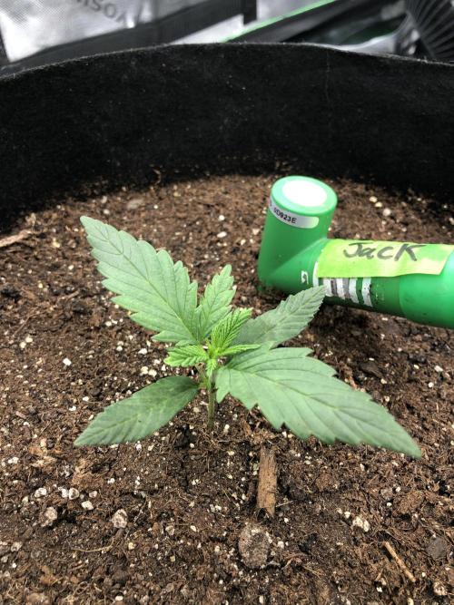 Colombian Jack Kannabia Indoor Spring 26. Week 2