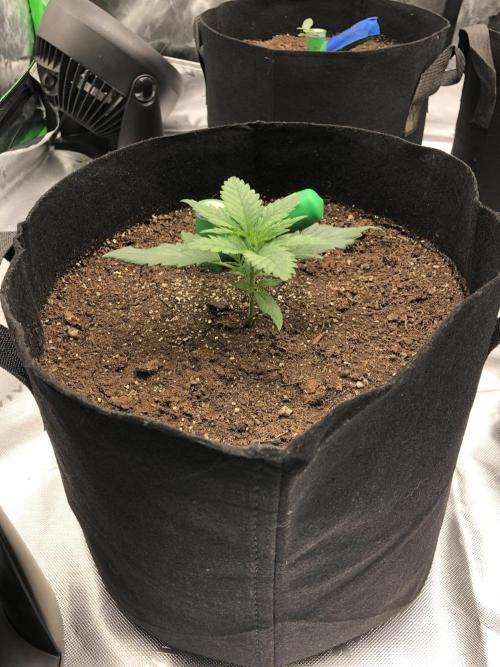 Colombian Jack Kannabia Indoor Spring 26. Week 2