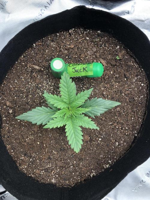 Colombian Jack Kannabia Indoor Spring 26. Week 2