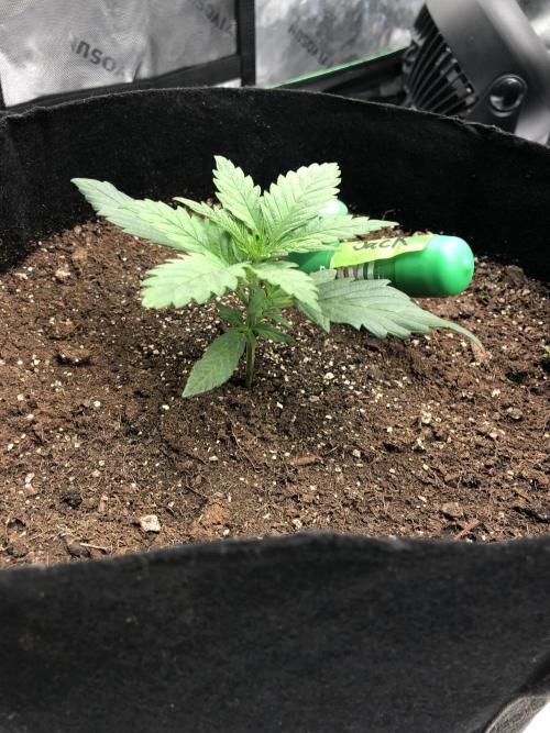 Colombian Jack Kannabia Indoor Spring 26. Week 2