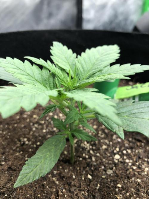 Colombian Jack Kannabia Indoor Spring 26. Week 2