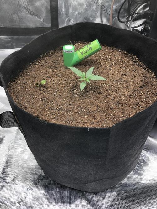 Critical Purple Kush Seedsman Indoor. Week 2