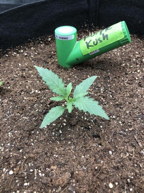 Critical Purple Kush Seedsman Indoor. Week 2