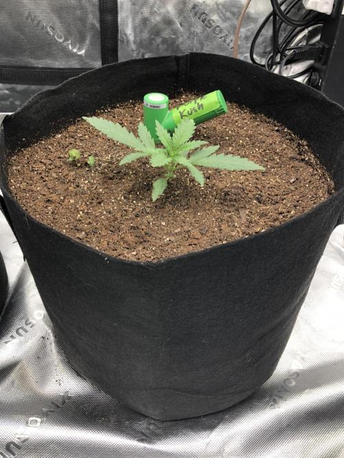 Critical Purple Kush Seedsman Indoor. Week 2