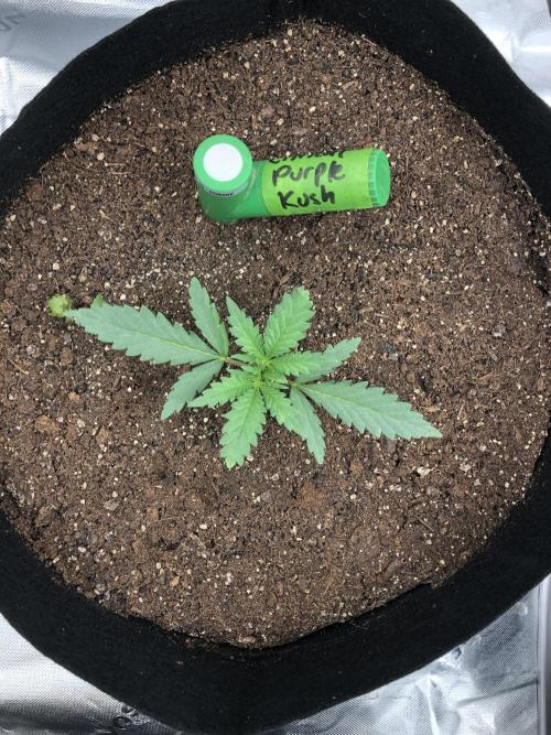 Critical Purple Kush Seedsman Indoor. Week 2