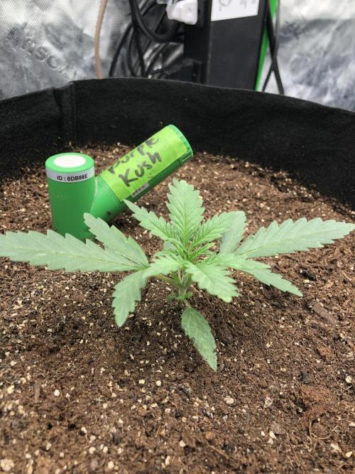 Critical Purple Kush Seedsman Indoor. Week 2