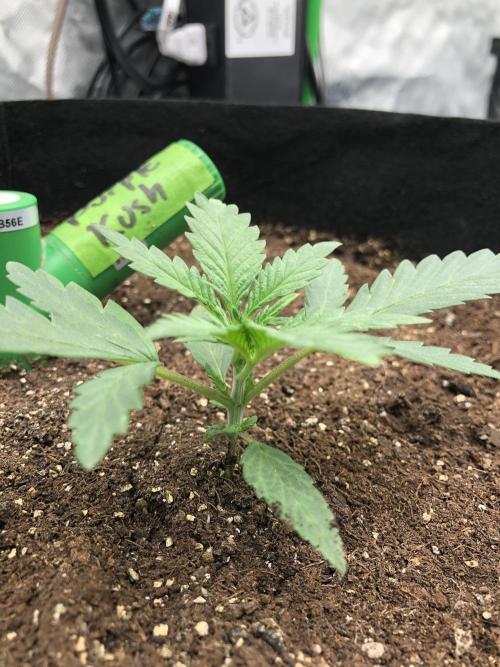 Critical Purple Kush Seedsman Indoor. Week 2