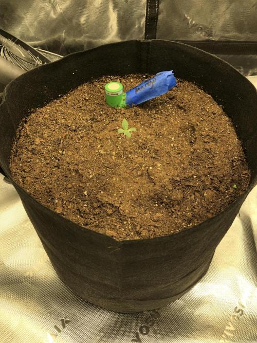 Karibbean Mango Indoor Spring 26. Week 1