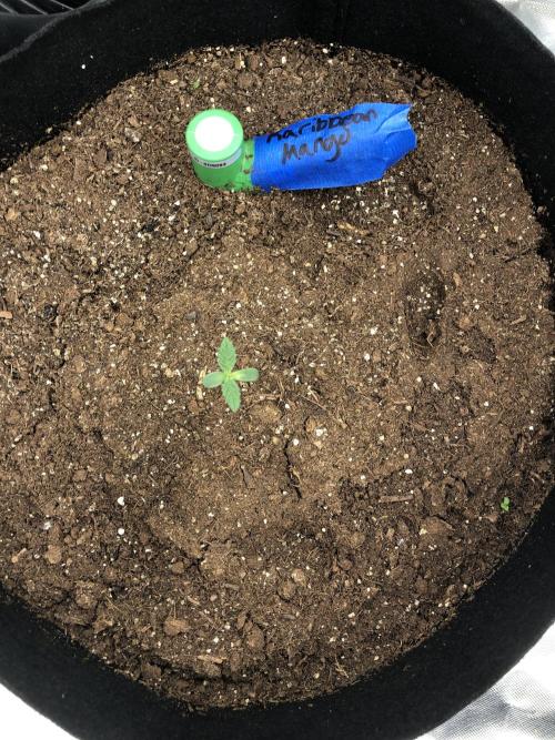 Karibbean Mango Indoor Spring 26. Week 1