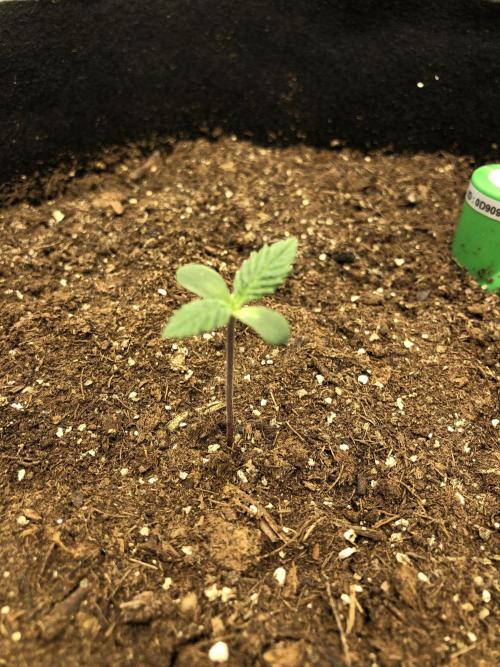 Karibbean Mango Indoor Spring 26. Week 1