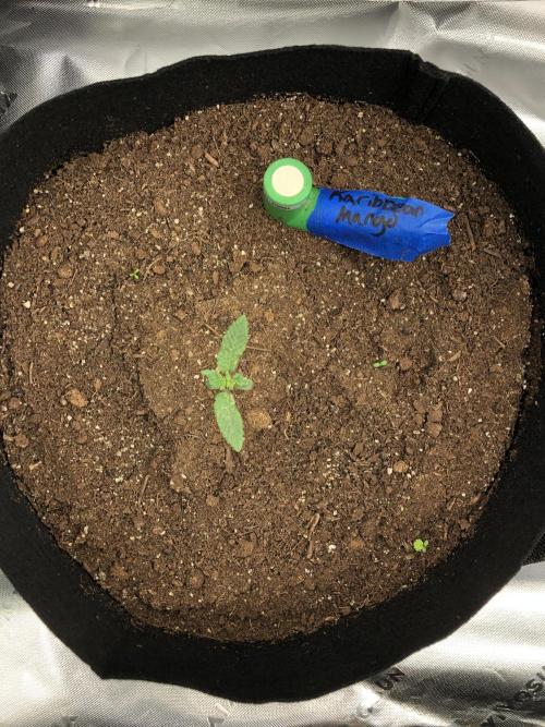 Karibbean Mango Indoor Spring 26. Week 1