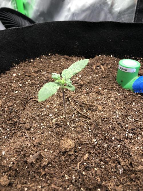 Karibbean Mango Indoor Spring 26. Week 1