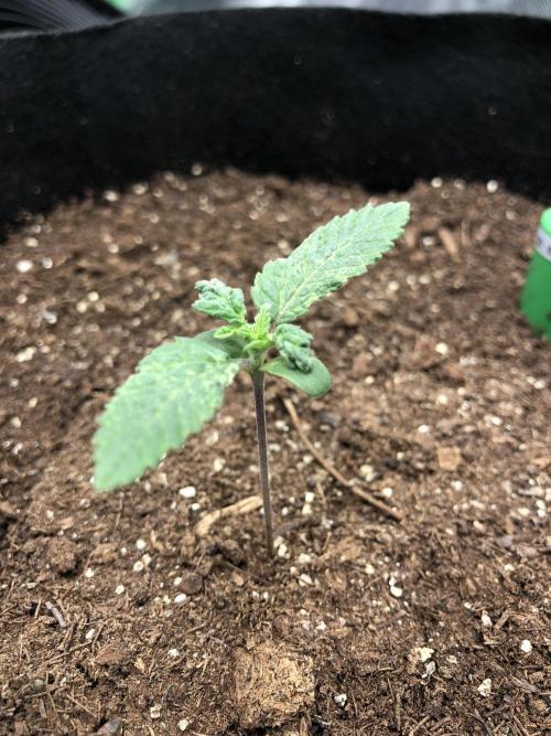 Karibbean Mango Indoor Spring 26. Week 1