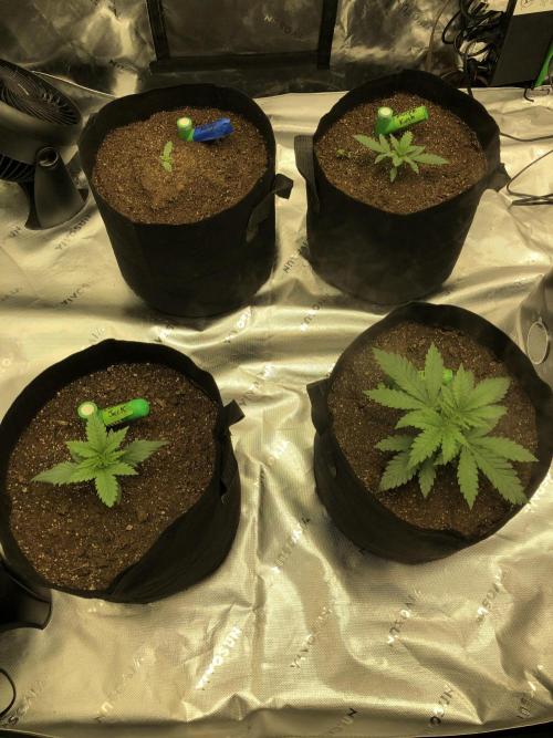 Karibbean Mango Indoor Spring 26. Week 1