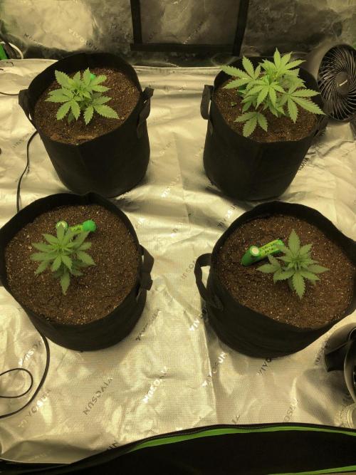 Auto Pablo Escobar Indoor Spring 26. Week 2