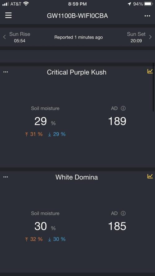 White Domina Kannabia Indoor Spring 26. Week 2