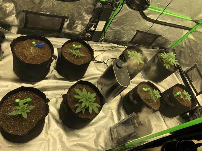 Colombian Jack Kannabia Indoor Spring 26. Week 2