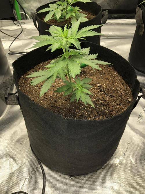 Gorilla Auto Fast Buds Indoor Spring 26. Week 3