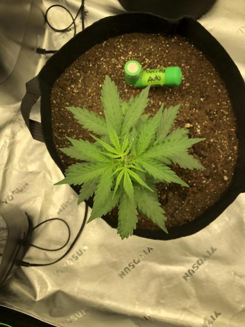 Gorilla Auto Fast Buds Indoor Spring 26. Week 3