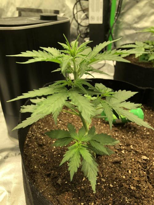 Gorilla Auto Fast Buds Indoor Spring 26. Week 3