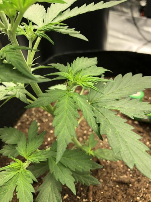 Gorilla Auto Fast Buds Indoor Spring 26. Week 3