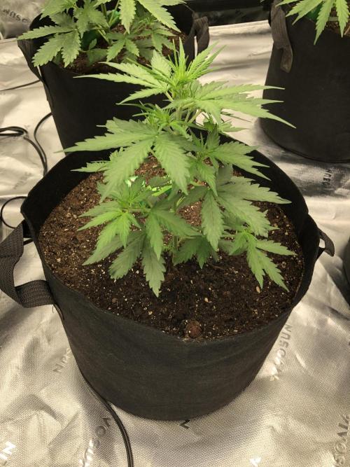Gorilla Auto Fast Buds Indoor Spring 26. Week 3