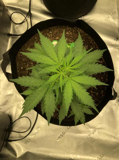 Gorilla Auto Fast Buds Indoor Spring 26. Week 3