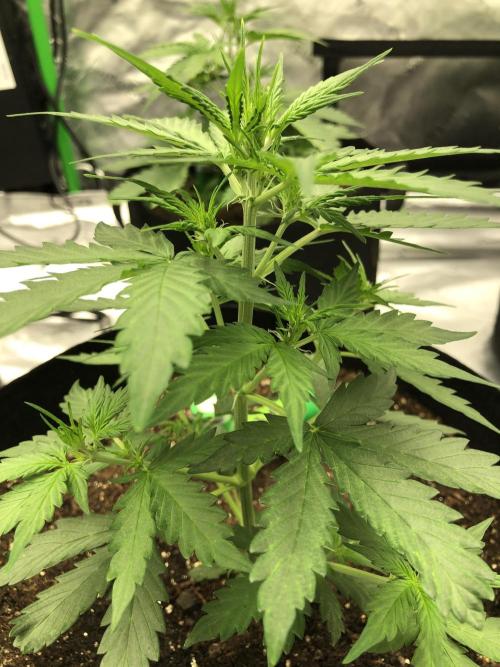Gorilla Auto Fast Buds Indoor Spring 26. Week 3