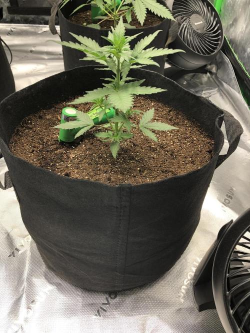 LSD-25 Auto Fast Buds Indoor Spring 26. Week 3